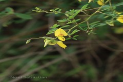 Crotalaria stipitata